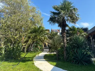 a garden with palm trees and a sidewalk at Unique Lodge 22 min from Amsterdam CS in Westzaan