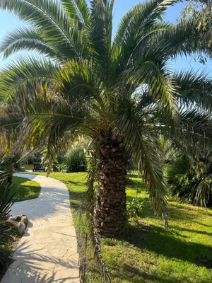 a palm tree on the side of a path at Unique Lodge 22 min from Amsterdam CS in Westzaan