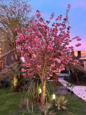 a tree with pink flowers in a yard at Unique Lodge 22 min from Amsterdam CS in Westzaan