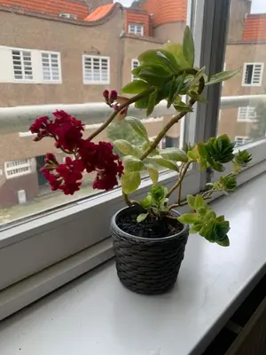 a potted plant sitting on a window sill at Beautiful quiet Apt in the center of Amsterdam in Amsterdam