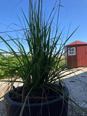 a plant in a pot sitting on the ground at Kings View Cottage, Helemaal vernieuwd 2025 in Warmenhuizen