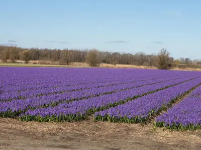 a field of purple flowers in a field at Appartementen De Wilg - Adults only in Noordwijk aan Zee