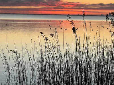 a sunset over a body of water with tall grass at Apartment at the harbor in Monnickendam