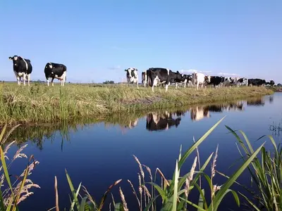 a herd of cows standing next to a river at Boerderij Honswijck in Weesp