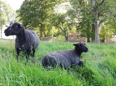 two sheep sitting in the grass in a field at Group accommodation Huize Blokland on nature farm - 14p in Hem