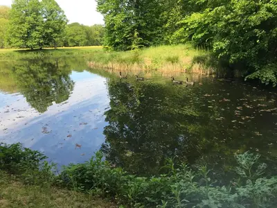 a group of ducks swimming in a pond at Reumann Holiday Apartments De Schelp 12 in Zandvoort