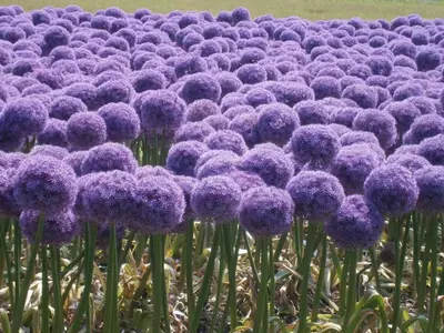 a bunch of purple flowers in a field at Pacific Ocean View Comfortable Holiday Residence in Bergen aan Zee