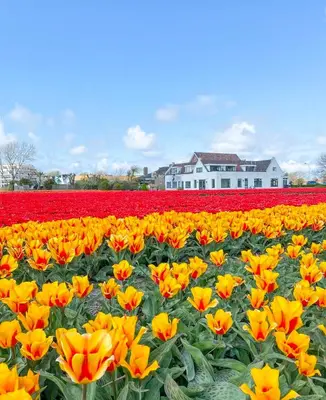 a field of yellow and red tulips in front of a house at Beleef Noordwijk strandhuisje in Noordwijk aan Zee