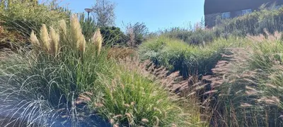a field of tall grass on the side of a hill at Wellness Appartement Duinpoort in Castricum