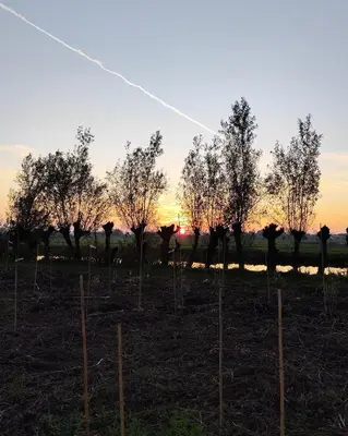 a row of trees with the sunset in the background at Voedselbos Camping Koperwiek in Hazerswoude-Dorp