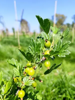 a bunch of green berries on a tree at Voedselbos Camping Koperwiek in Hazerswoude-Dorp