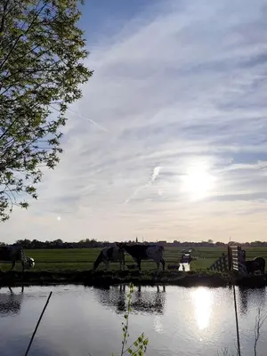 a group of cows grazing next to a body of water at Voedselbos Camping Koperwiek in Hazerswoude-Dorp