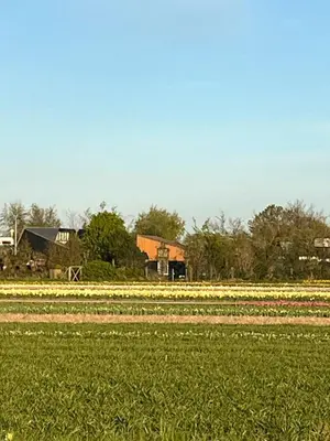 a field of tulips in front of a farm at Het Vogelhuisje in Egmond aan den Hoef