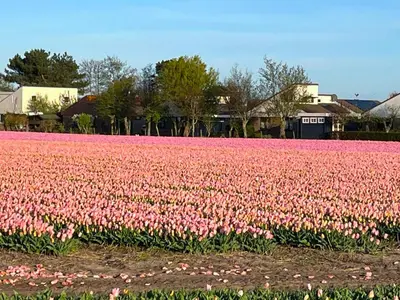 a field of pink tulips in a field at Het Vogelhuisje in Egmond aan den Hoef