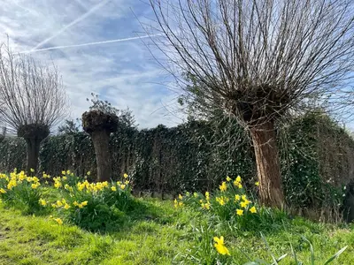 a row of trees in a field with flowers at De Sas in Lisse in Lisse