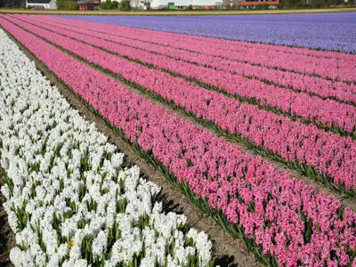 a field of pink and white tulips at Holiday Home in Noordwijkerhout near Lake in Noordwijkerhout