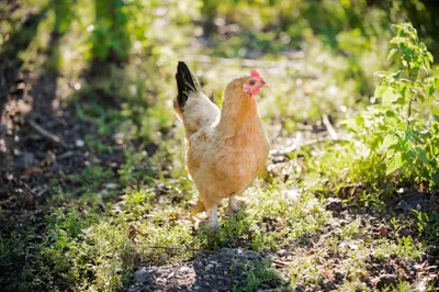 a chicken standing in the grass in a field at Louisehoeve Holiday Home in Linschoten