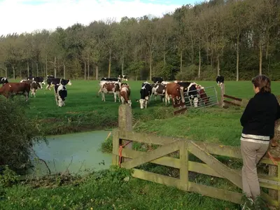 a woman standing over a fence looking at a herd of cows at Louisehoeve Holiday Home in Linschoten