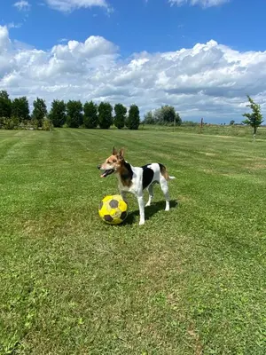 a dog standing next to a soccer ball in a field at Amsterdam Garden Studio in Uitdam