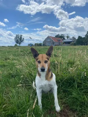 a brown and white dog sitting in the grass at Amsterdam Garden Studio in Uitdam