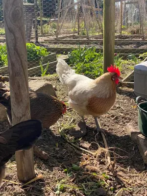 two chickens standing on the ground in a garden at De Verborgen Pracht in Schagen