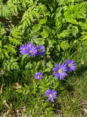 a group of purple flowers in the grass at De Verborgen Pracht in Schagen