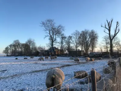 a herd of sheep grazing in a snow covered field at De Verborgen Pracht in Schagen