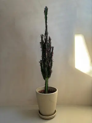 a cactus in a pot sitting on a table at Loft with parkside view in Amsterdam