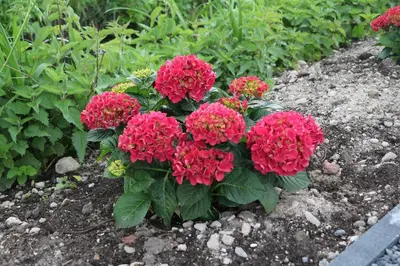 a bunch of red flowers in a garden at Landelijk gelegen chalet aan de Vecht vlakbij Amsterdam in Nigtevecht