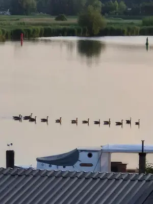 a group of birds sitting on a body of water at De Toerist Thuis Bij De Sluis in Spaarndam