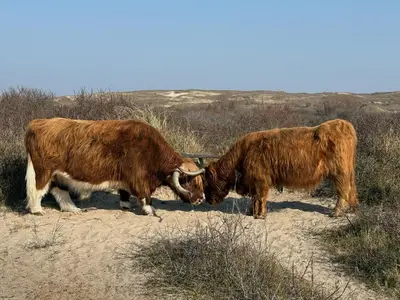 Gallery image of Moana2 in Egmond aan Zee