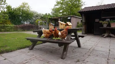 a group of chickens standing on a picnic table at Bed and Breakfast Het schapenlandje in Waarland