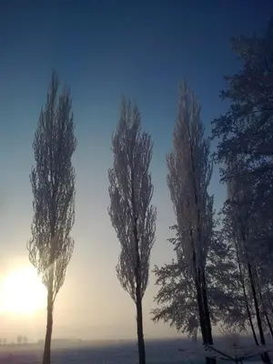 a group of three trees with snow on them at Appartement De Molshoop in Landsmeer