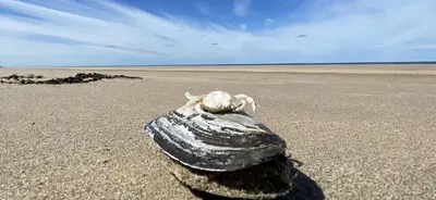 a turtle is laying on the sand on a beach at Short Stay Zandvoort at 68A in Zandvoort
