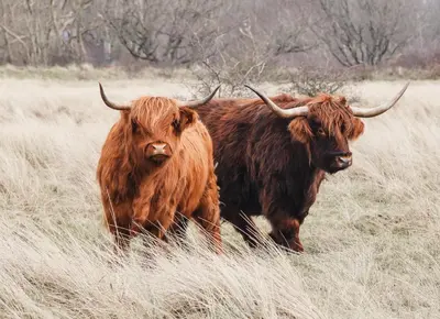 two cows standing in a field of tall grass at Zoomers aan het Bos in Castricum