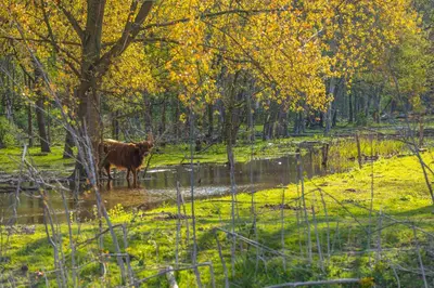 a cow standing in a field next to a body of water at EuroParcs Spaarnwoude in Halfweg