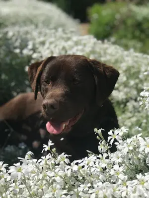 a brown dog sitting in a field of white flowers at Een luxe safari tent in Rijsenhout