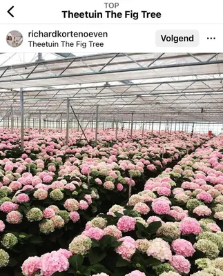 a field of pink flowers in a greenhouse at Een luxe safari tent in Rijsenhout