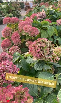a display of flowers with the words living the colours of the season at Luxurious Tiny House with HotTub in Rijsenhout