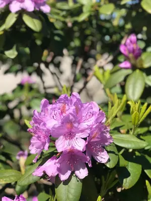 a close up of purple flowers on a plant at Unique Tiny House close to Ams Airport with Hottub in Rijsenhout