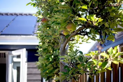 a tree in front of a house with a fence at Vorstelijk verblijf Alkmaar in Alkmaar