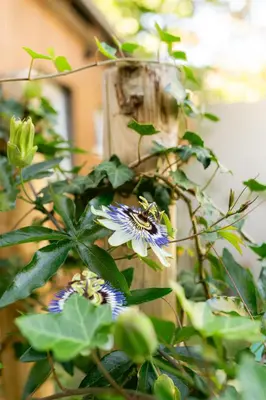 a plant with a blue flower and a bird house at Nice bright studio near the forest and Amsterdam in Baarn