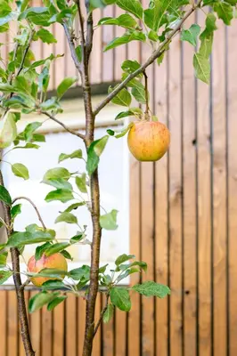 an apple tree with two apples hanging from it at Nice bright studio near the forest and Amsterdam in Baarn