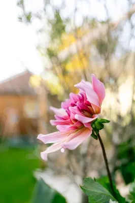 a pink flower is growing in a garden at Nice bright studio near the forest and Amsterdam in Baarn