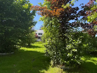 a tree in the middle of a yard at La Casa Goudacito in Gouda