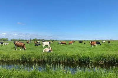 a herd of cows grazing in a field next to a river at Geniet van de rust en de ruimte in Bodegraven