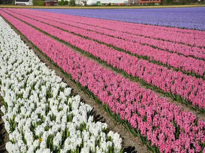 a field of pink and white tulips at Holiday Home in Noordwijkerhout by Forest & Lake in Noordwijkerhout