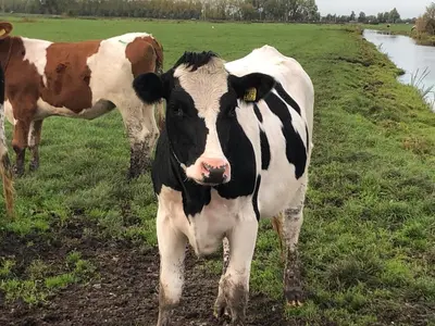two cows standing in a field next to a river at Logeer aan de Geer in Wilnis