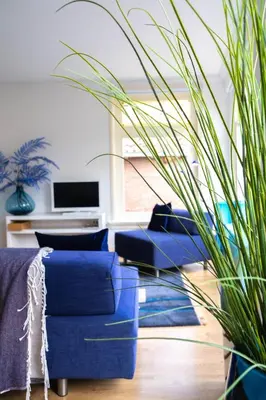 a living room with a blue couch and a plant at Verdronkenoord57 in Alkmaar