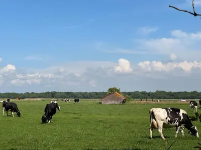 a herd of cows grazing in a field of grass at Zon Zee en Duin Egmond Strandhuisje in Egmond aan Zee